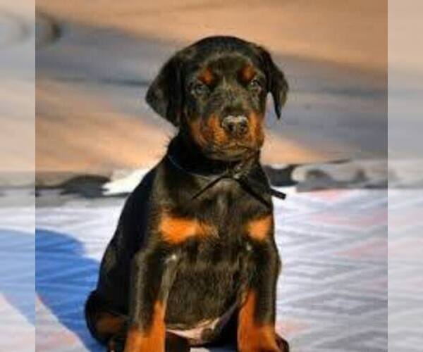 Medium Photo #1 Doberman Pinscher Puppy For Sale in MAGNA, UT, USA