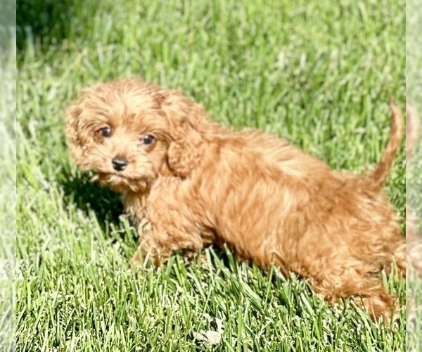 Medium Photo #4 Cavapoo (Miniature) Puppy For Sale in DUNDEE, OH, USA