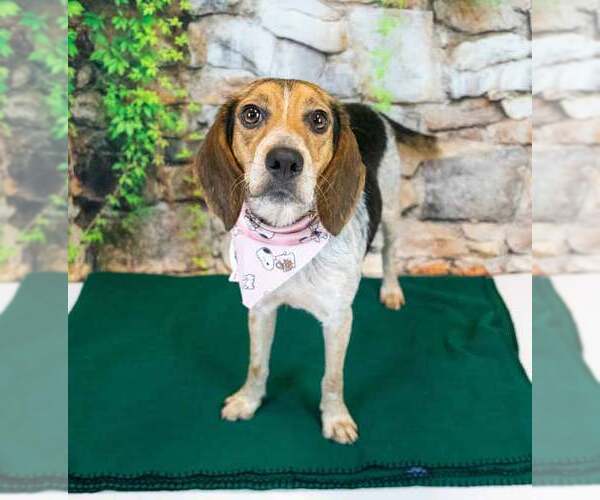 Medium Photo #4 Beagle Puppy For Sale in Kennesaw, GA, USA