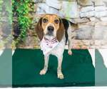 Small #3 Beagle