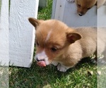 Small Photo #3 Pembroke Welsh Corgi Puppy For Sale in MANTON, MI, USA