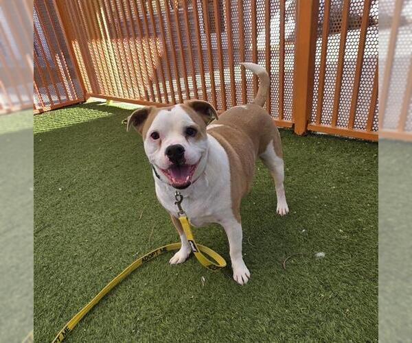 Medium Photo #2 Bulldog-Unknown Mix Puppy For Sale in Las Vegas, NV, USA