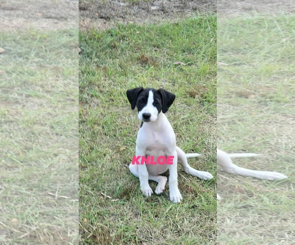 Medium Photo #1 Pointer-Unknown Mix Puppy For Sale in Brooksville, FL, USA
