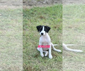 Pointer-Unknown Mix Dogs for adoption in Brooksville, FL, USA