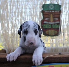 Great Dane Puppy for sale in LAKE ELSINORE, CA, USA