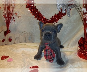 French Bulldog Puppy for sale in PAWTUCKET, RI, USA