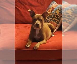 American Pit Bull Terrier-Unknown Mix Dogs for adoption in Louisville, KY, USA