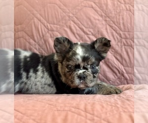 French Bulldog Puppy for sale in NEWTON, NJ, USA