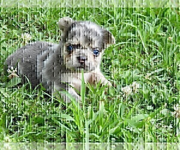 Medium Photo #6 French Bulldog Puppy For Sale in WEST PALM BEACH, FL, USA