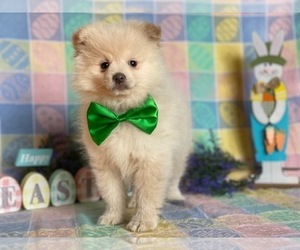 Pomeranian Puppy for sale in LANCASTER, PA, USA