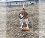 Small #1 Beagle