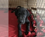 Small Photo #17 Great Dane Puppy For Sale in BARTLETT, IL, USA