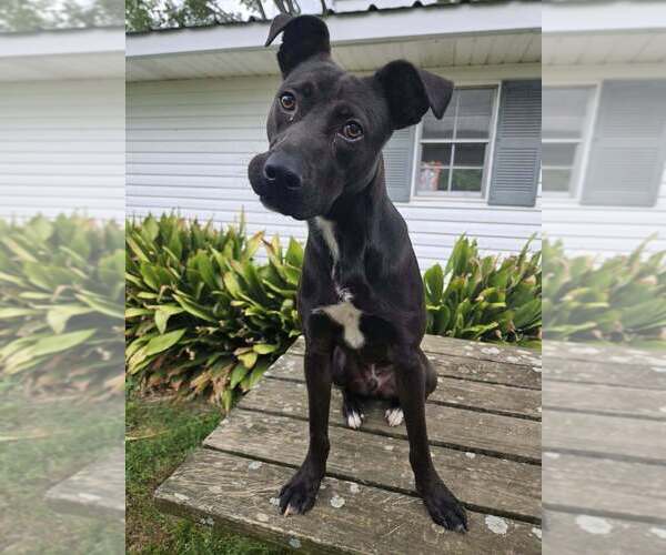 Medium Photo #4 Labrador Retriever-Unknown Mix Puppy For Sale in Abbeville, LA, USA