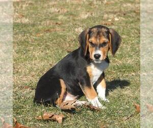 Beagle Puppy for sale in PINE GROVE, PA, USA