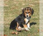 Small Photo #1 Beagle Puppy For Sale in PINE GROVE, PA, USA