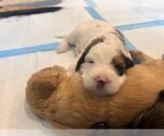 Small Photo #4 Bernedoodle (Miniature) Puppy For Sale in HENDERSON, CO, USA
