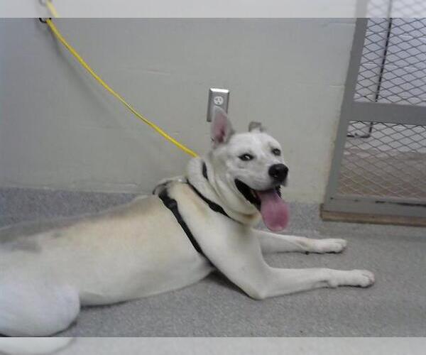 Medium Photo #1 Dogo Argentino-Siberian Husky Mix Puppy For Sale in Pasadena, TX, USA