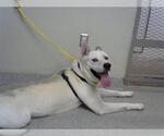 Small Dogo Argentino-Siberian Husky Mix