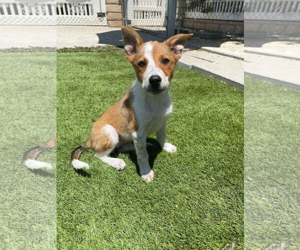Medium Photo #5 Border Collie-Unknown Mix Puppy For Sale in La Verne, CA, USA