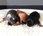 Image preview for Ad Listing. Nickname: Litter of 3