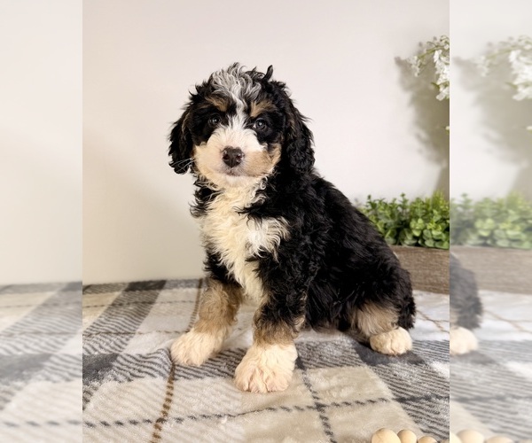 Medium Photo #4 Bernedoodle (Miniature) Puppy For Sale in GREENFIELD, IN, USA