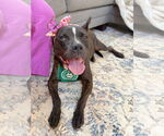 Small #1 Bulldog-Staffordshire Bull Terrier Mix