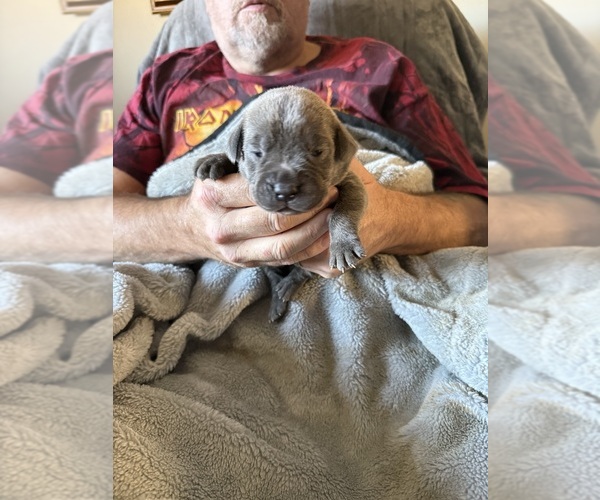 Medium Photo #1 Cane Corso Puppy For Sale in NEW TAZEWELL, TN, USA