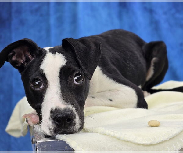 Medium Photo #7 Pointer-Unknown Mix Puppy For Sale in Lakewood, CO, USA