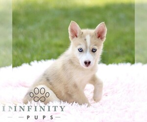 Pomsky Puppy for sale in PARKESBURG, PA, USA