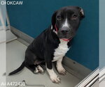 Small Mastiff Mix