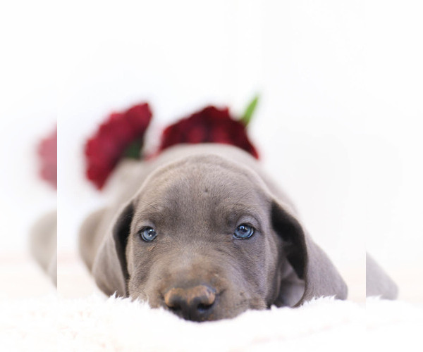 Medium Photo #3 Great Dane Puppy For Sale in MILLERSBURG, PA, USA