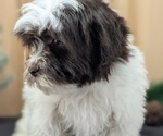 Small #4 Havanese