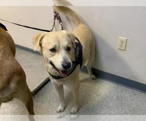 Labrador Retriever-Unknown Mix Dogs for adoption in Visalia, CA, USA