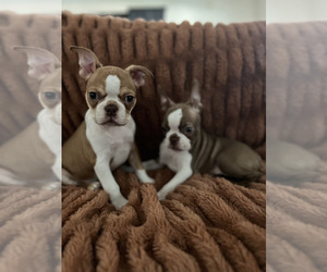 Boston Terrier Puppy for sale in VISALIA, CA, USA