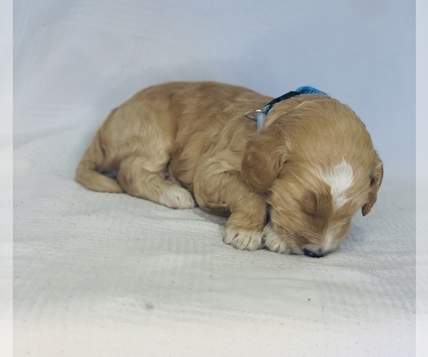 Medium Photo #4 Goldendoodle Puppy For Sale in COLBERT, WA, USA