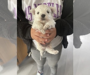 Maltese Puppy for sale in RIVERSIDE, CA, USA