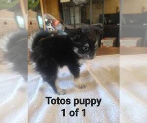 Pomeranian Puppy for sale in ODESSA, TX, USA