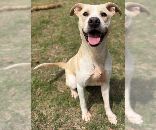 Medium Photo #2 Mutt Puppy For Sale in Augusta, GA, USA