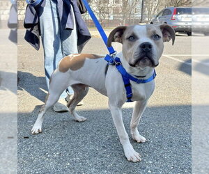 Mutt Dogs for adoption in Boston, MA, USA