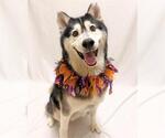 MISSY - Female Siberian Husky Dog for Adoption - Small photo