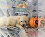 Small Photo #8 English Cream Golden Retriever Puppy For Sale in DEARBORN, MO, USA