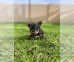 Small #3 Yorkshire Terrier