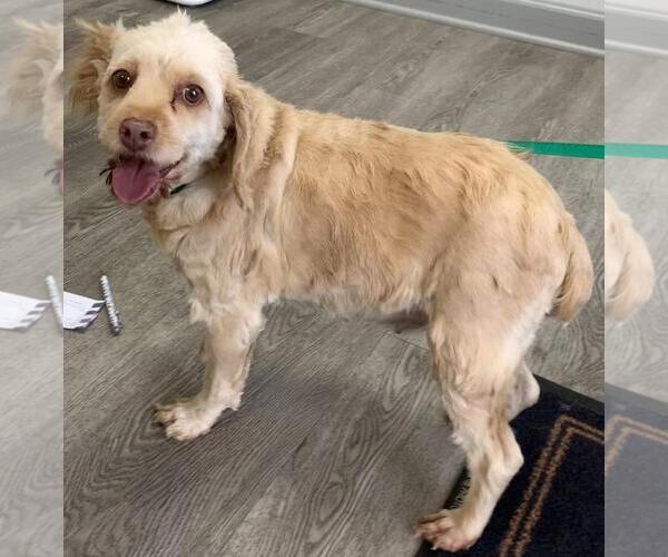 Medium Photo #2 Cock-A-Poo Puppy For Sale in Westminster, MD, USA