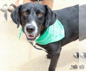 Labrador Retriever-Retriever  Mix Dogs for adoption in Washington, DC, USA
