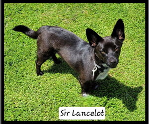 Mutt Dogs for adoption in Granbury, TX, USA