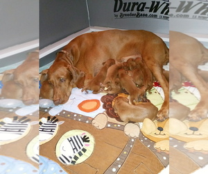 Vizsla Puppy for sale in DELTONA, FL, USA