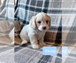 Small #1 Cavachon