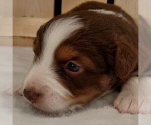 Australian Shepherd Puppy for sale in JEROMESVILLE, OH, USA