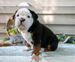 Puppy SKip Beabull