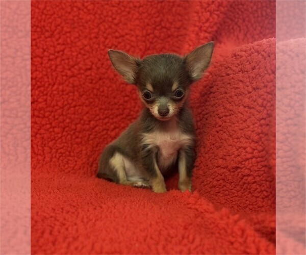 Medium Photo #13 Chihuahua Puppy For Sale in DAVIE, FL, USA